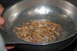 Man darf sich nicht vor Mehlwürmern ekeln